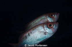Priacanthus Hamrur -Crescent-tail big eye by Jacob Mortensen 